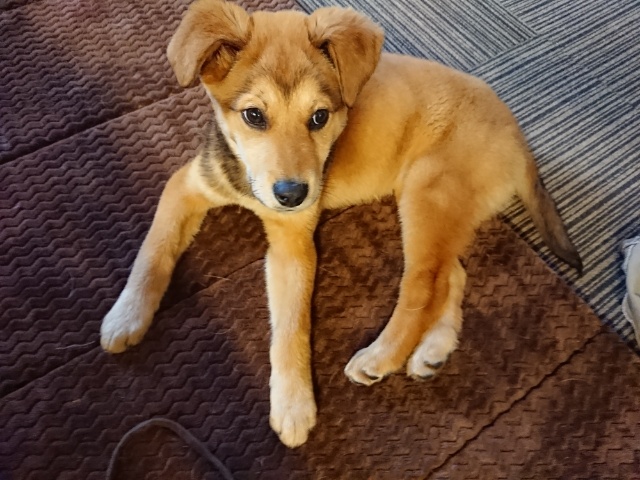 老犬ホームの犬